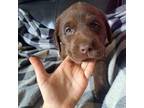Labrador Retriever Puppy for sale in Swansea, MA, USA