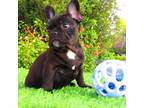 French Bulldog Puppy for sale in Pittsburg, CA, USA