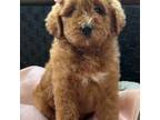 Cavapoo Puppy for sale in Monee, IL, USA