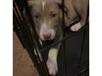 American Pit Bull Terrier Puppy for sale in Durham, NC, USA