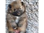 Pomeranian Puppy for sale in Henderson, NV, USA