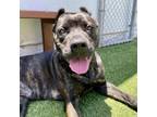 Adopt Poppy a Cane Corso