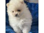 Pomeranian Puppy for sale in Norwalk, CA, USA