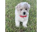 Maltese Puppy for sale in Mesa, AZ, USA