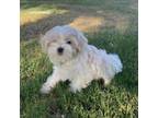 Maltipoo Puppy for sale in Mesa, AZ, USA