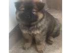 Chow Chow Puppy for sale in Orlando, FL, USA