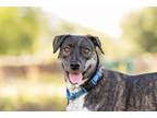Adopt Zara a Labrador Retriever, Pit Bull Terrier