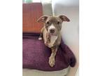 Adopt Ranch a Pit Bull Terrier