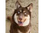 Adopt SCOUT a Siberian Husky, Mixed Breed