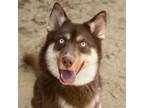 Adopt A687364 a Siberian Husky, Mixed Breed