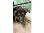 Adopt A685945 a German Shepherd Dog