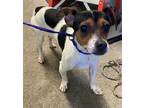 Adopt LYNN LOVE a Parson Russell Terrier, Mixed Breed