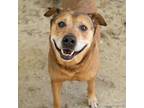 Adopt JANELLE a Labrador Retriever, Mixed Breed