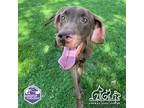Adopt MEADOW a Great Dane, Mixed Breed