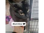 Adopt Black Rose a Domestic Medium Hair