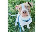 Adopt SAGE a Pit Bull Terrier