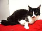 Adopt IVY a Domestic Long Hair