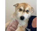 Adopt Rugby a Mixed Breed