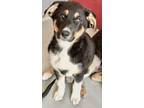 Adopt A237583 a German Shepherd Dog, Mixed Breed