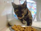 Adopt TALLULAH a Domestic Short Hair