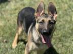 Adopt ROMY a German Shepherd Dog