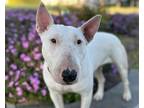 Adopt CHICA a Bull Terrier