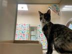 Adopt SABI a Domestic Short Hair