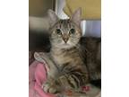 Adopt Shonda Rhimes a Domestic Short Hair