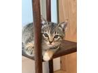 Adopt Soraka a Domestic Short Hair