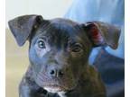 Adopt Stenzi a Pit Bull Terrier