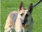 Adopt Nala a German Shepherd Dog