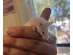 Adopt FLOSSIE* a Mouse
