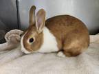 Adopt WANDA a Bunny Rabbit