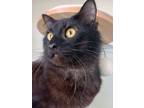 Adopt Mese a Domestic Medium Hair, Domestic Short Hair