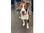 Adopt ARIA a Pit Bull Terrier, Mixed Breed