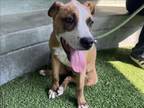 Adopt LACEY a Pit Bull Terrier
