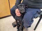 Adopt SHADOW a Rottweiler, Mixed Breed