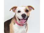 Adopt Princess Peach a Pit Bull Terrier