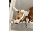 Adopt TRAILMIX a Pit Bull Terrier, Mixed Breed