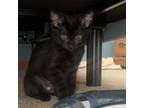 Adopt Gabby a Domestic Short Hair