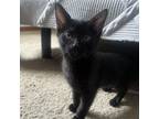 Adopt Giselle a Domestic Short Hair