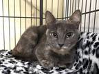 Adopt Goat a Domestic Short Hair