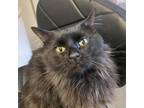 Adopt DeDe a Domestic Medium Hair