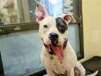 Adopt ZINNIA a Pit Bull Terrier