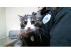 Adopt ROMY a Domestic Medium Hair