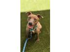 Adopt Carmel a Pit Bull Terrier, Mixed Breed