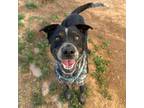 Adopt Stella a Australian Cattle Dog / Blue Heeler, Mixed Breed