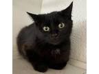 Adopt Minnie a Domestic Short Hair