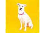 Adopt Goldie a Labrador Retriever