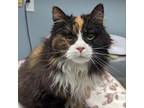 Adopt Lily a Domestic Long Hair
